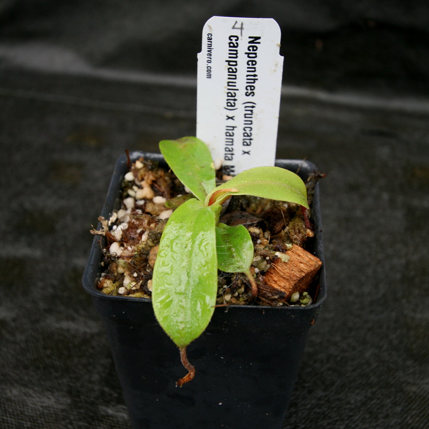 Nepenthes (truncata x campanulata) x hamata MT, CAR-0186