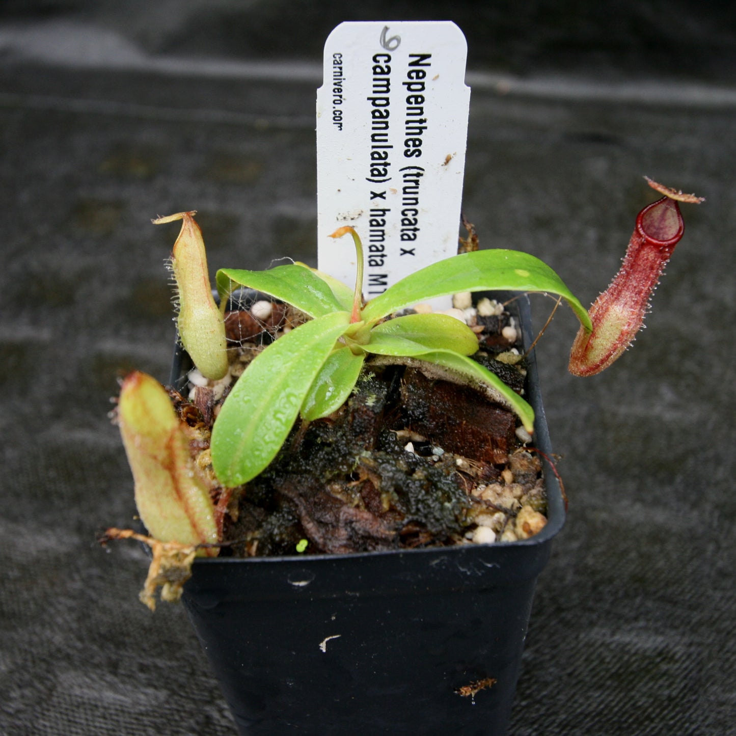 Nepenthes (truncata x campanulata) x hamata MT, CAR-0186