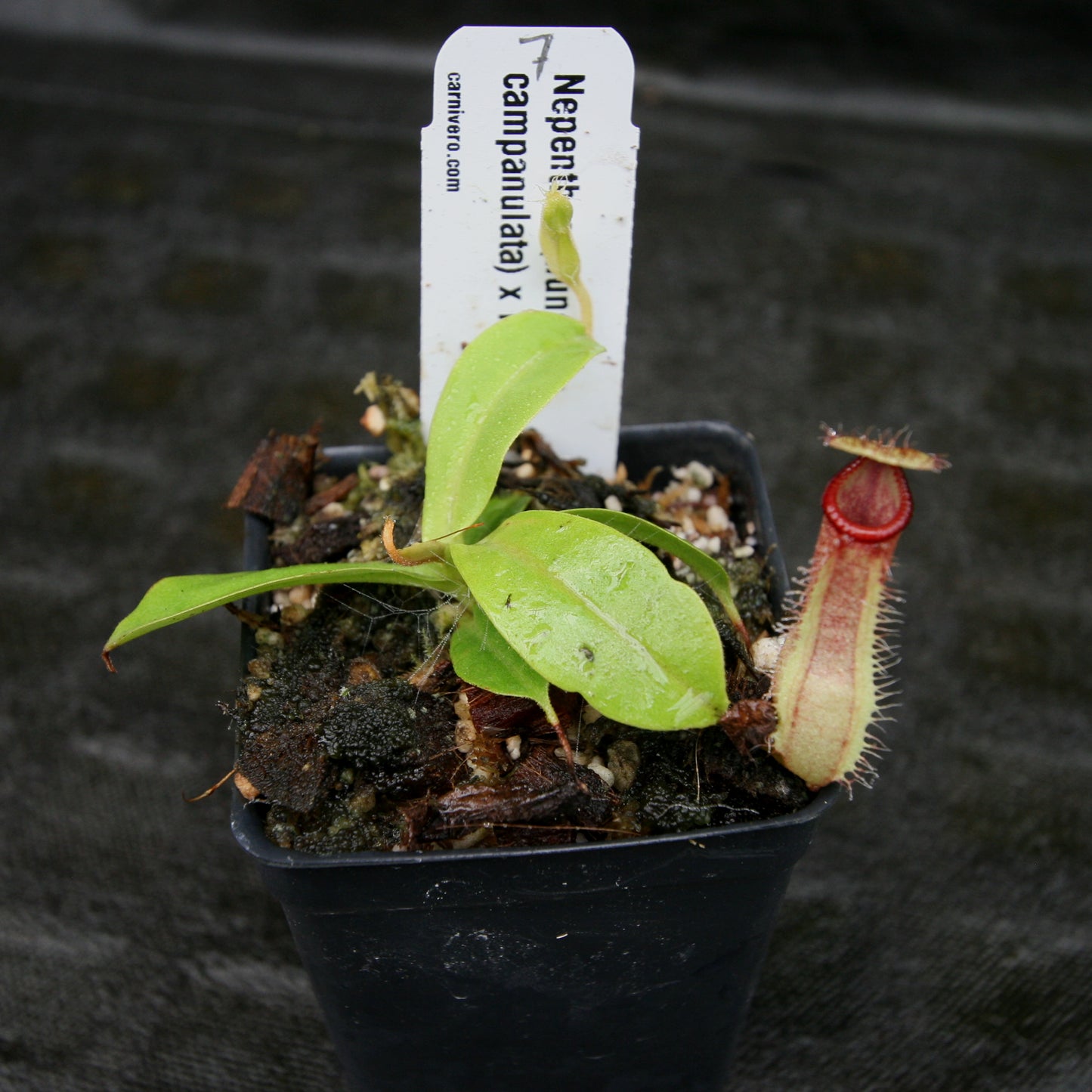 Nepenthes (truncata x campanulata) x hamata MT, CAR-0186