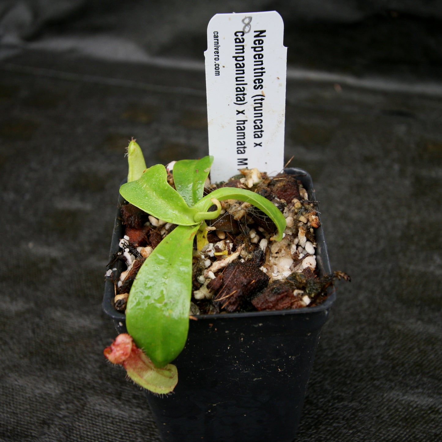 Nepenthes (truncata x campanulata) x hamata MT, CAR-0186