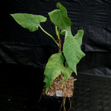 Philodendron corrugatum - Exact Plant 11/17/23