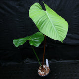 Philodendron lynamii