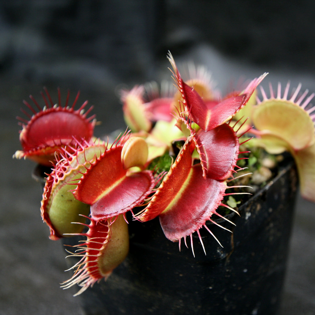 Dionaea muscipula 'Dingley Giant' Carnivero