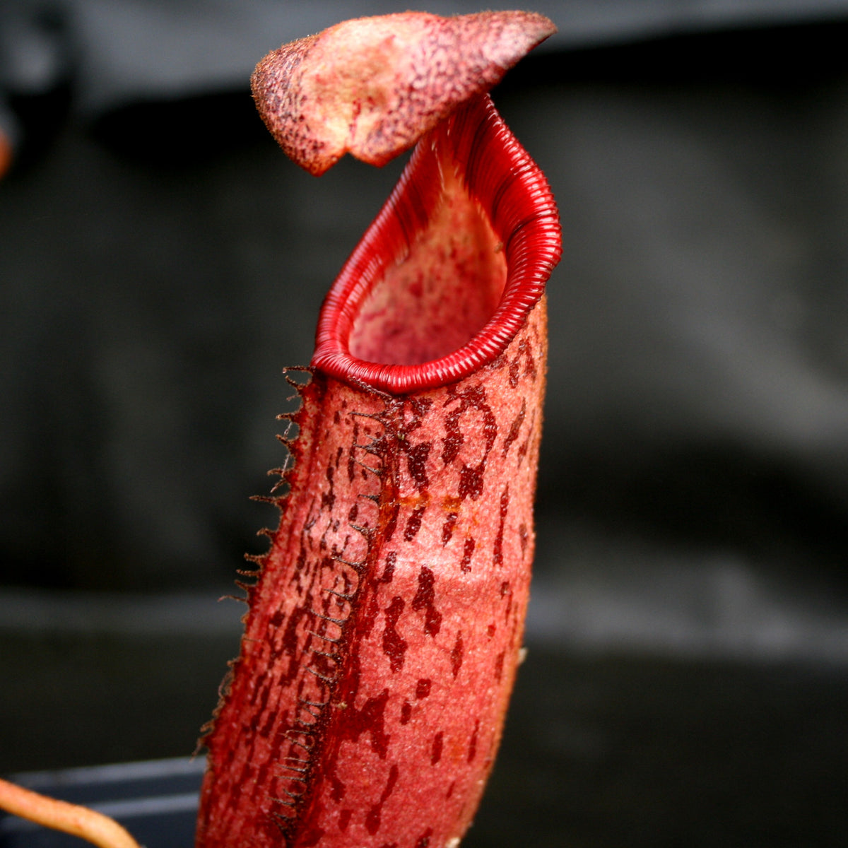 Nepenthes (veitchii x lowii) x spectabilis, BE-3400