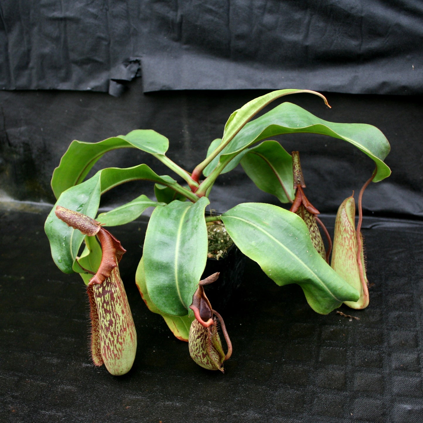 Nepenthes maxima