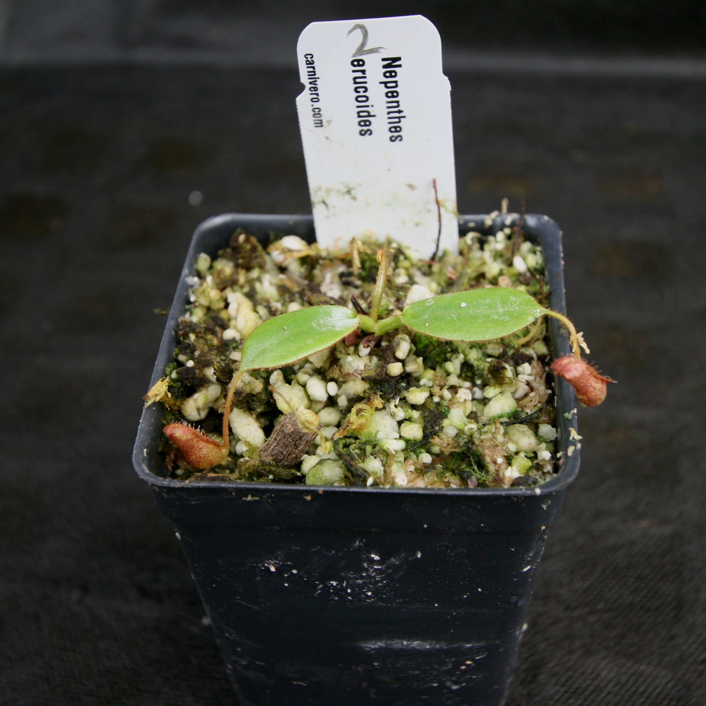 Nepenthes erucoides