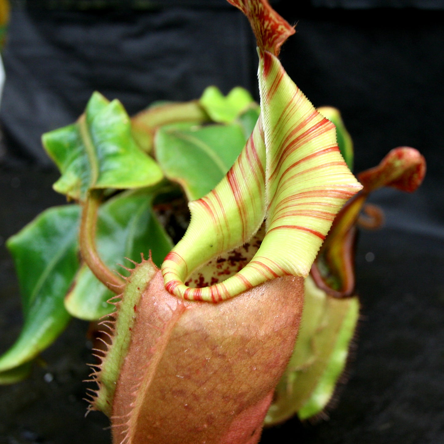 Nepenthes veitchii (k) “Big Mama” x “Pink Candy Cane” large squat striped peristome pitcher, Pitcher plant, carnivorous plant, collectors plant, large pitchers, rare nepenthes, terrarium plant, easy to grow nepenthes, beginner nepenthes, beginner pitcher plants, nepenthes hybrid, veitchii hybrid.