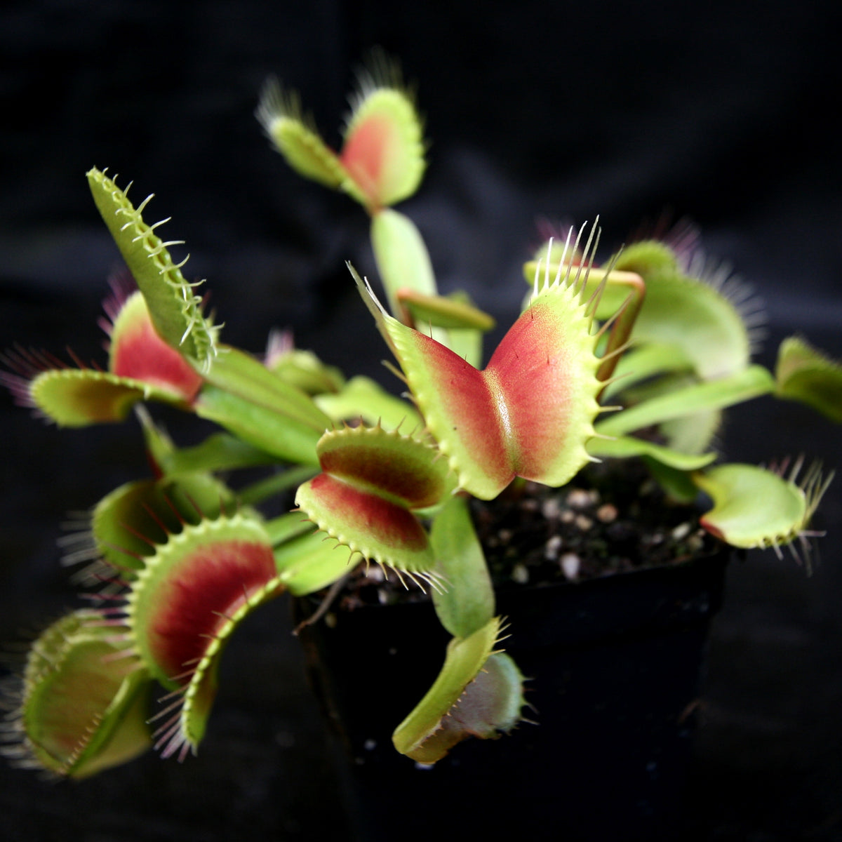 Venus Flytrap King Henry (Dionaea muscipula) – Carnivero