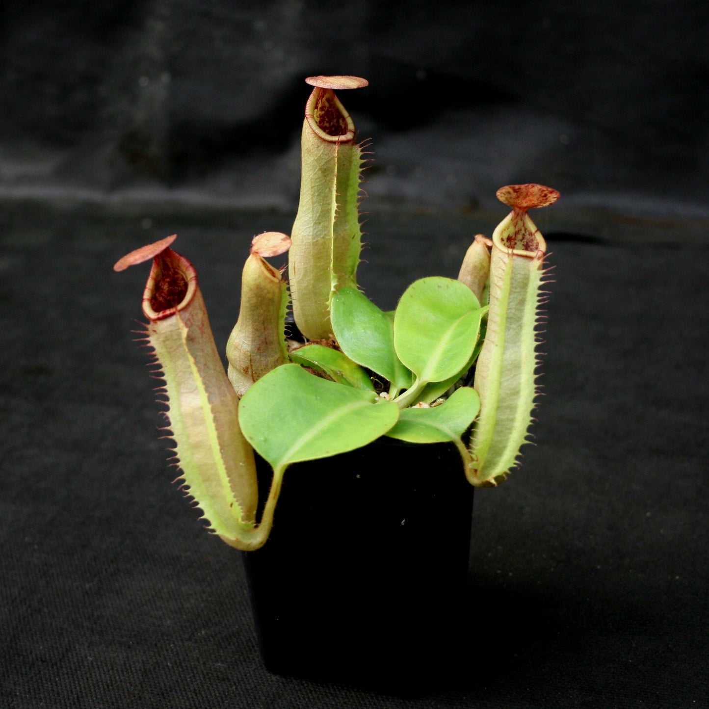 Nepenthes (truncata x campanulata) x veitchii