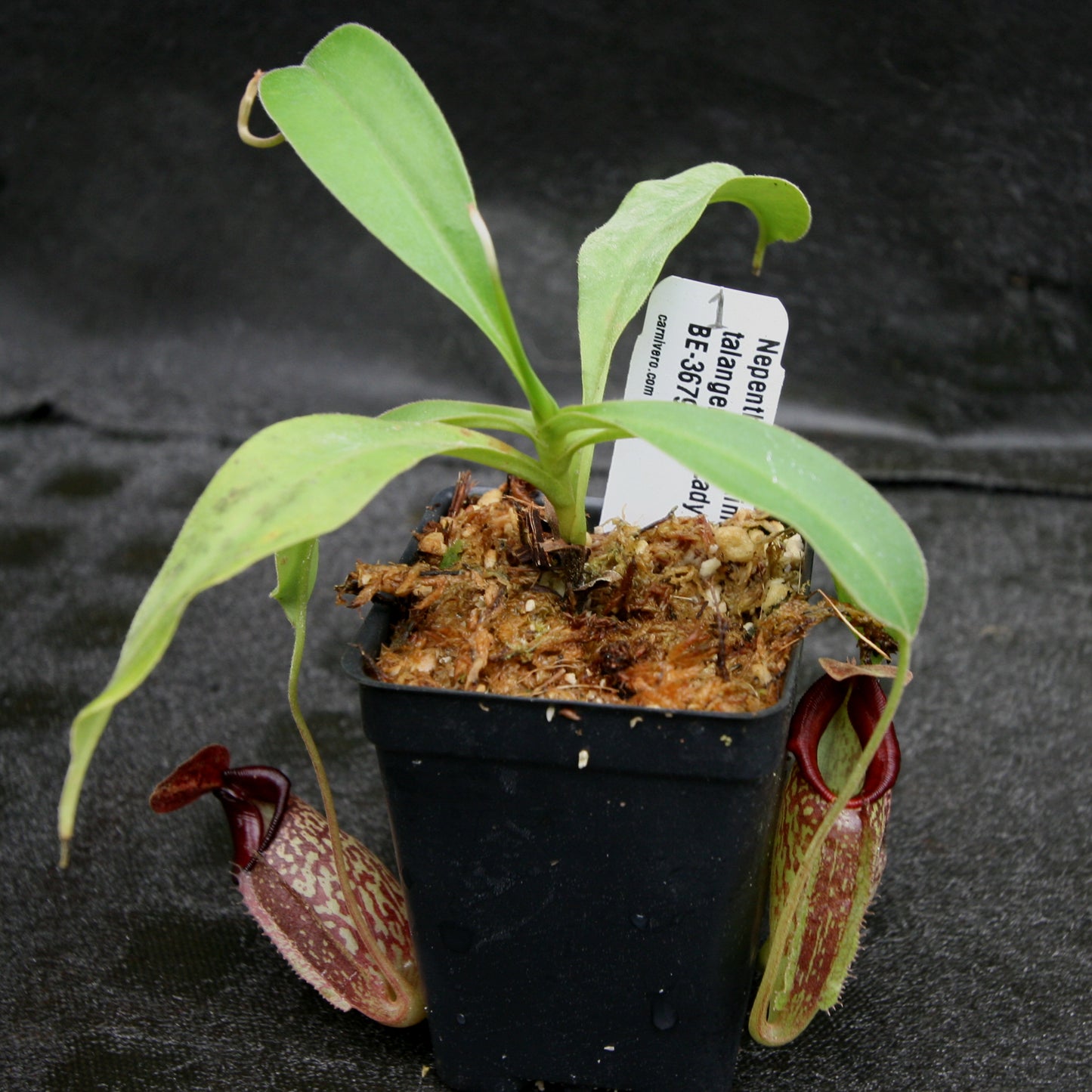 Nepenthes maxima x talangensis