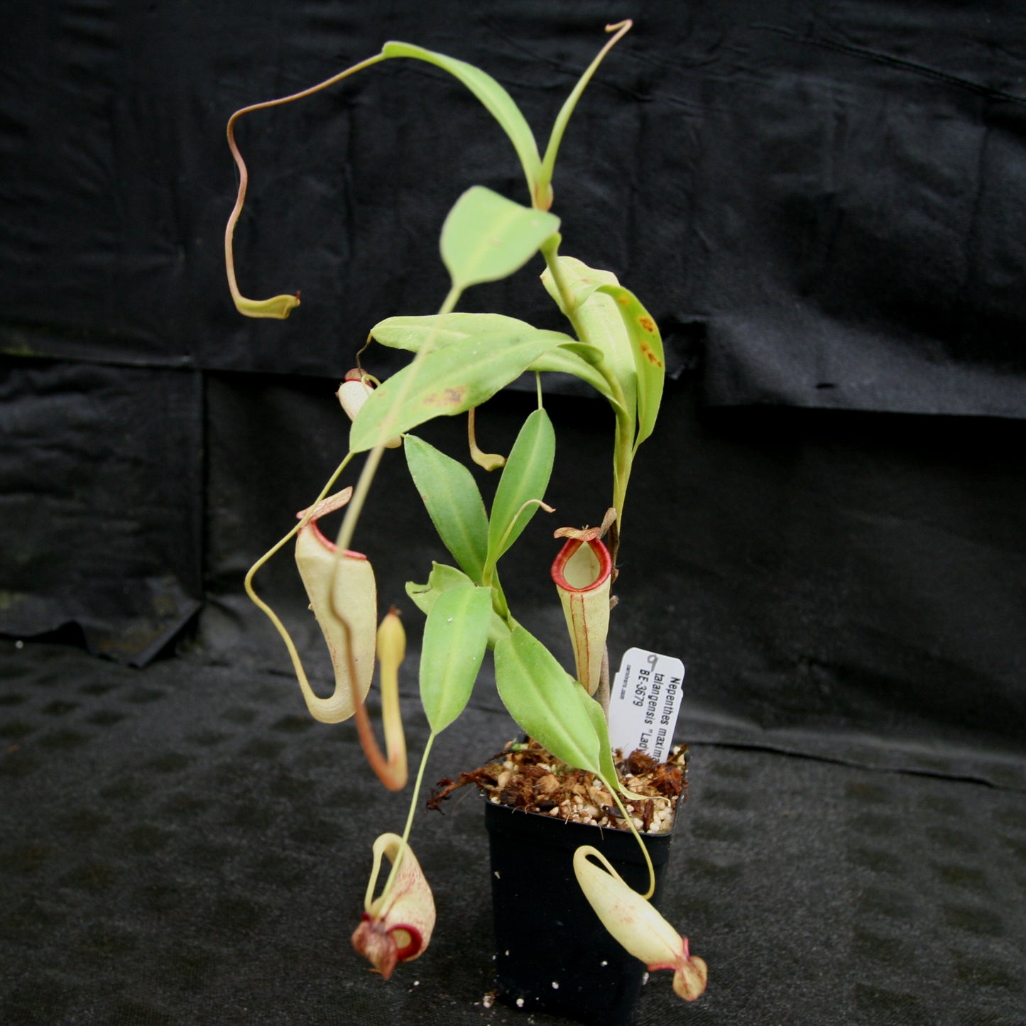 Nepenthes maxima x talangensis