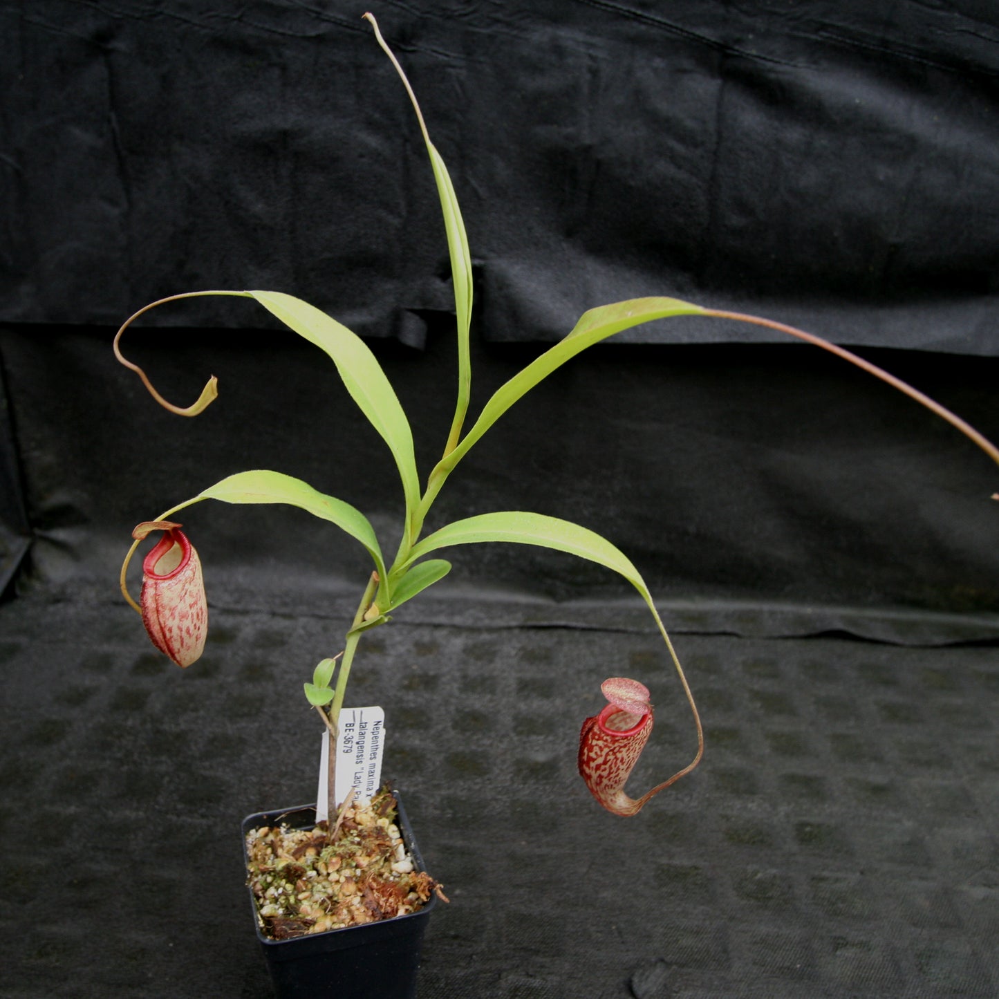 Nepenthes maxima x talangensis