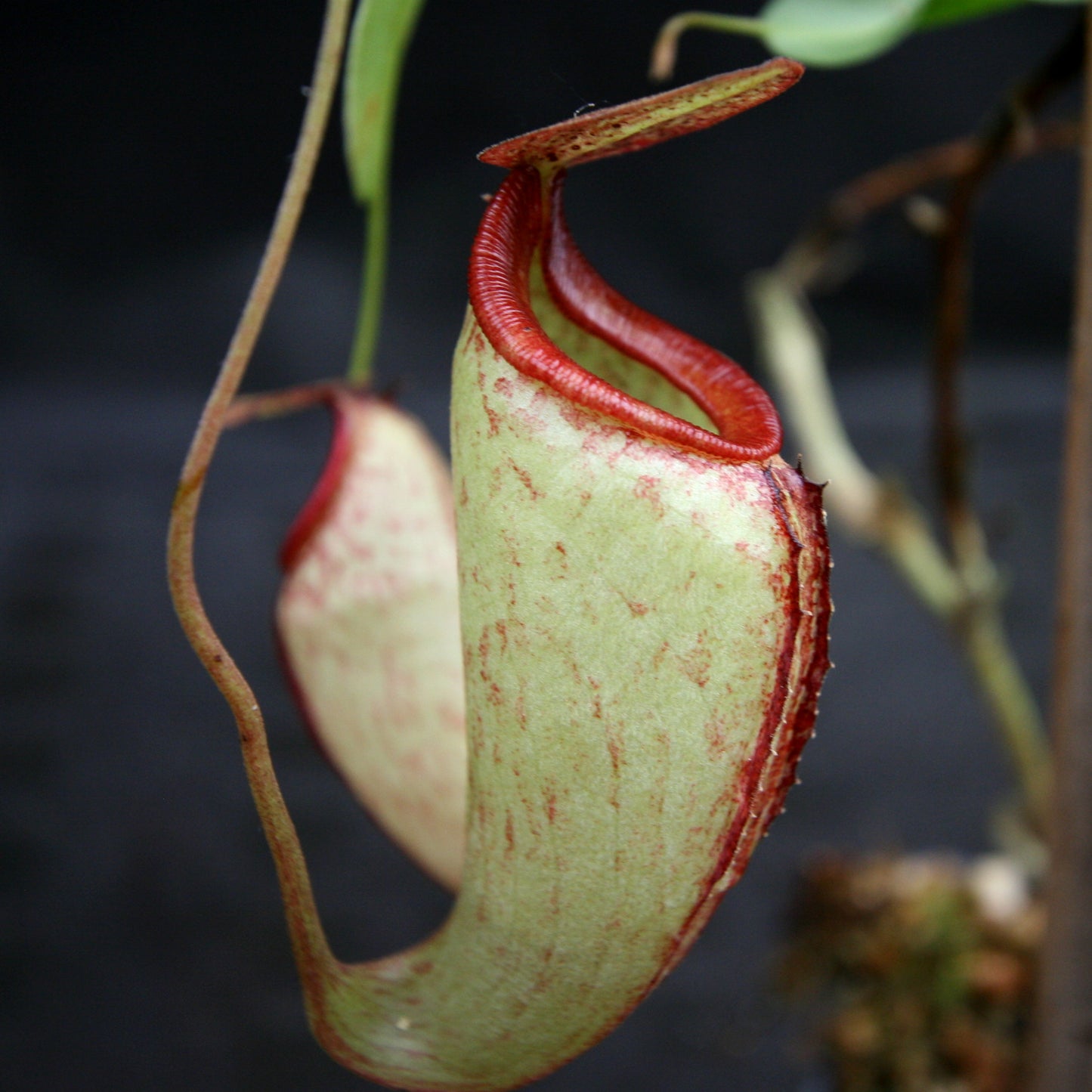 Nepenthes maxima x talangensis