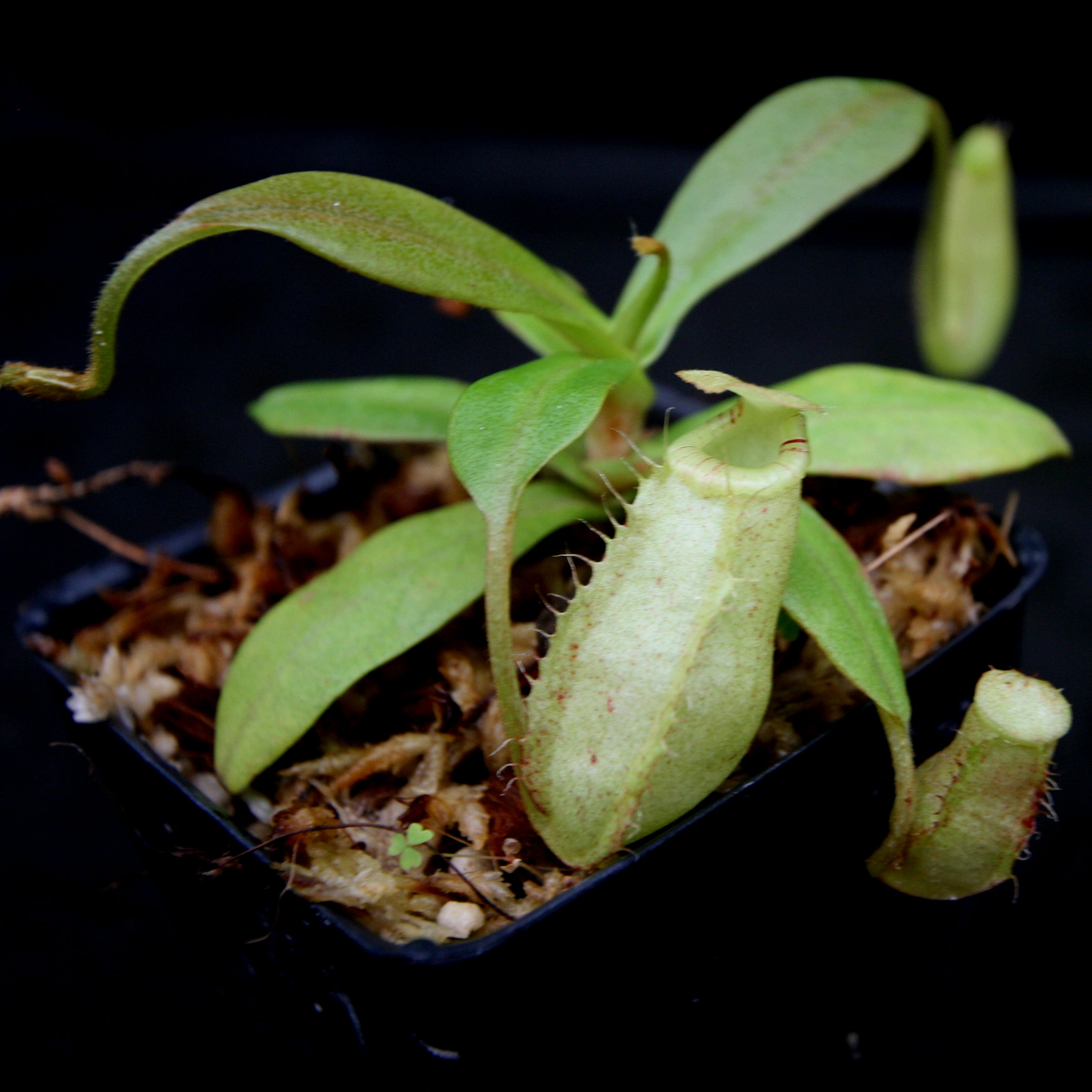Nepenthes spectabilis x bongso – Carnivero
