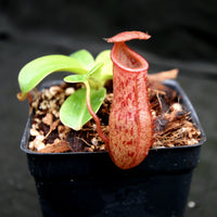 Nepenthes 'Queen Malani' , pitcher plant, carnivorous plant, collectors plant, large pitchers, rare plants 
