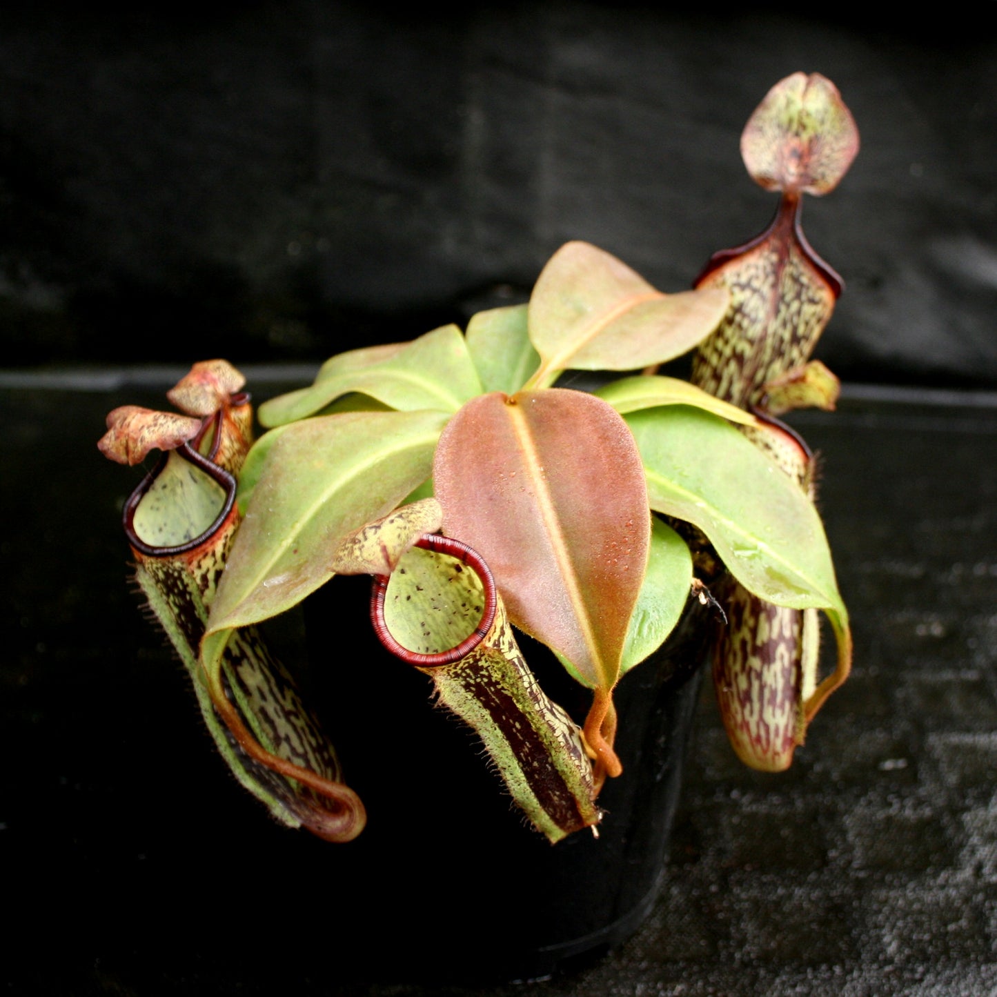 Nepenthes (maxima x campanulata) x platychila