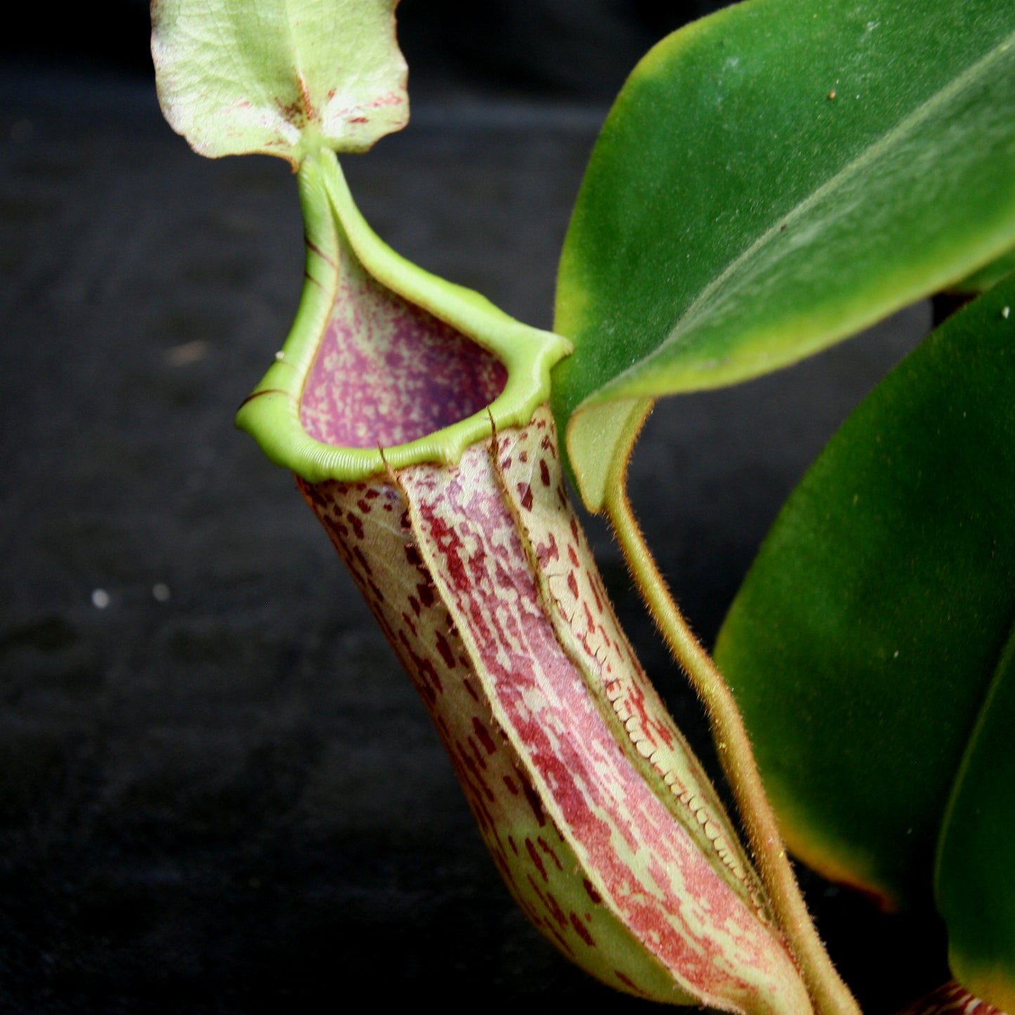 Nepenthes (truncata x campanulata) x platychila