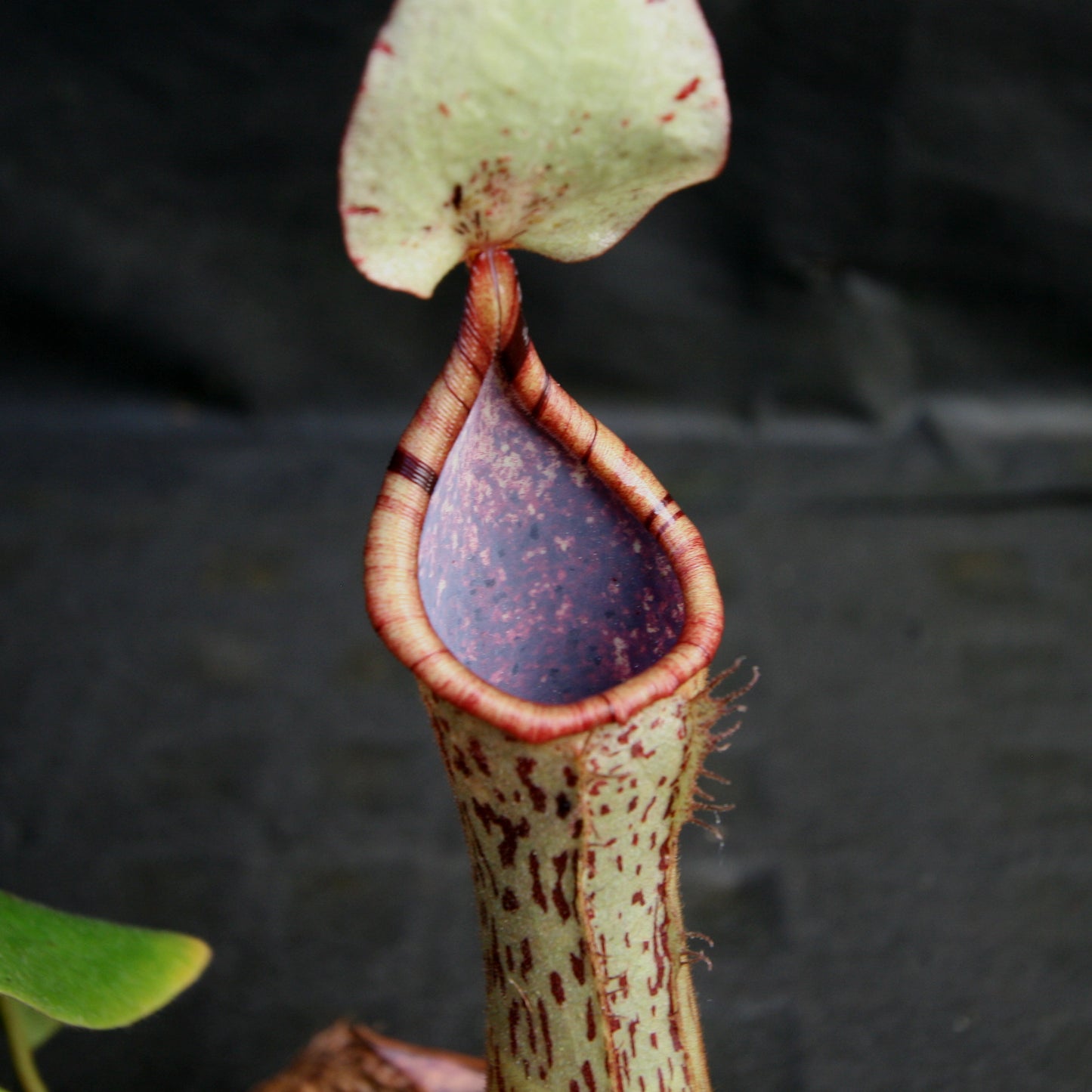 Nepenthes (truncata x campanulata) x platychila