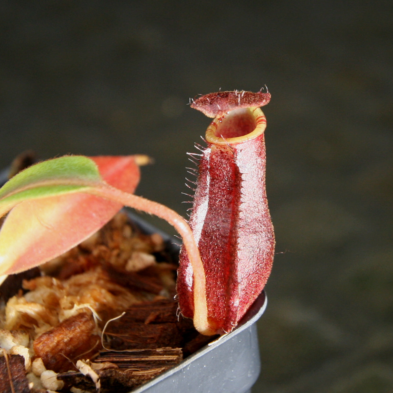 Nepenthes boschiana x lowii – Carnivero