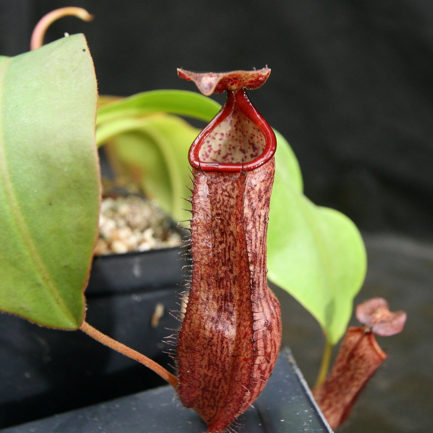Nepenthes boschiana x Rokko, CAR-0161, pitcher plant, carnivorous plant, collectors plant, large pitchers, rare plants