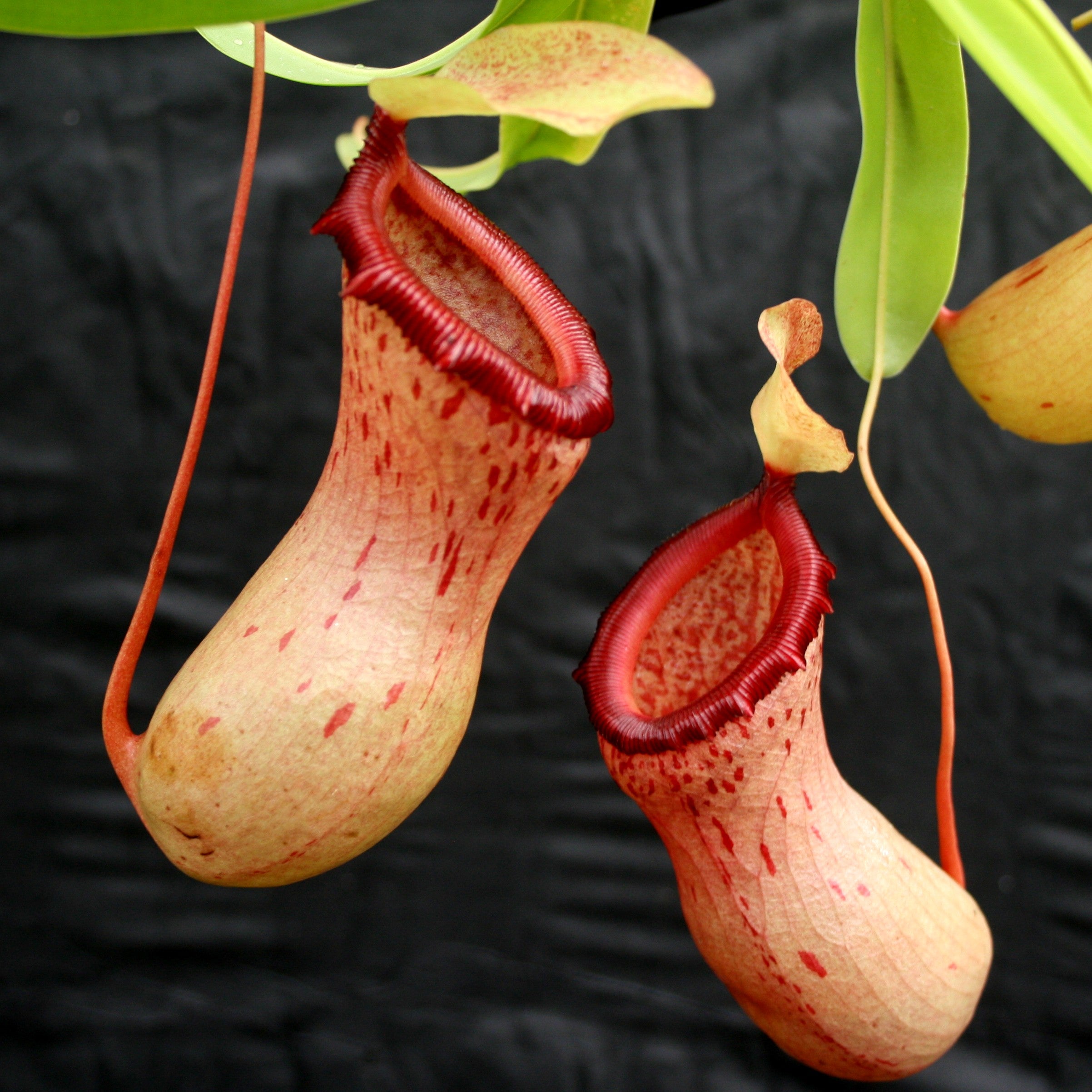 Nepenthes ventricosa 在来 Nepenthes spectabilis x ventricosa, BE-3745 – Carnivero