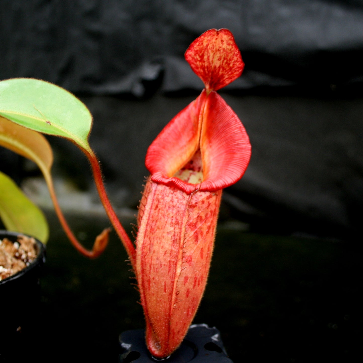 Nepenthes 'Splendid Diana' x veitchii