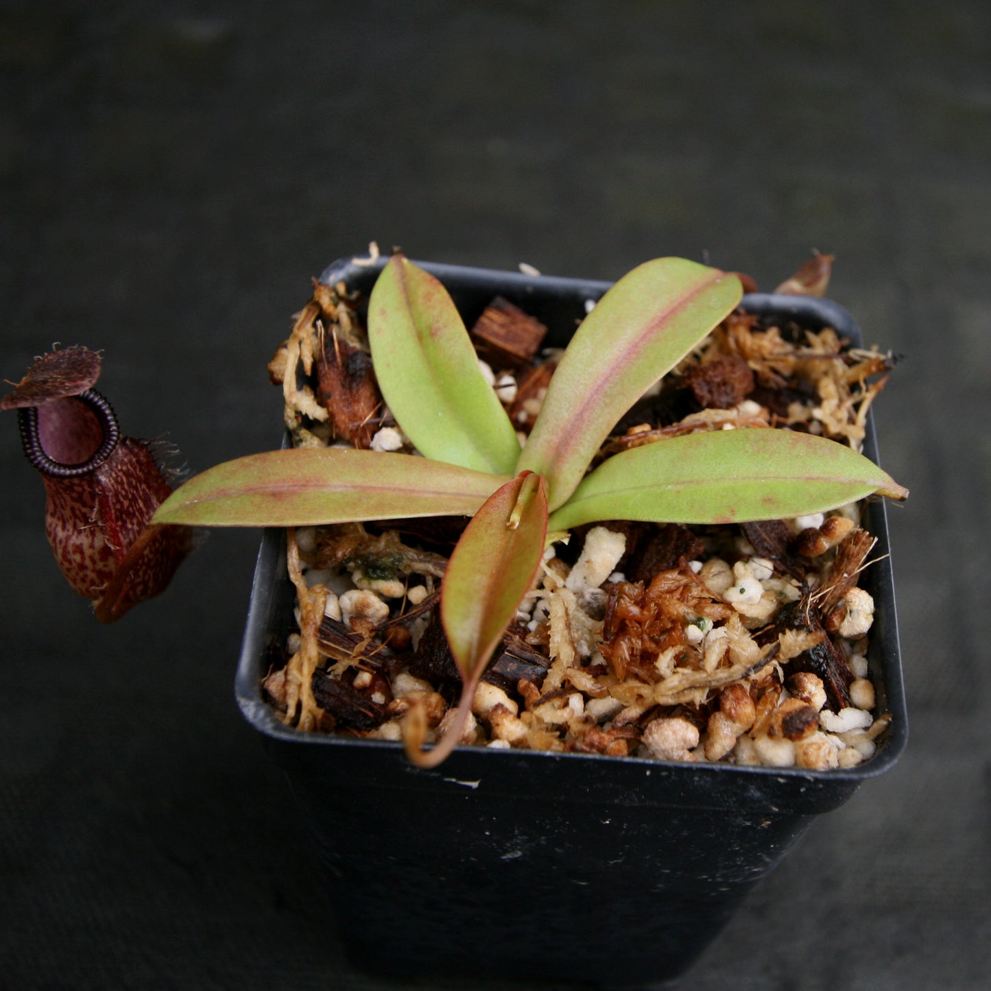 Nepenthes Lady Pauline x hamata, BE-3777