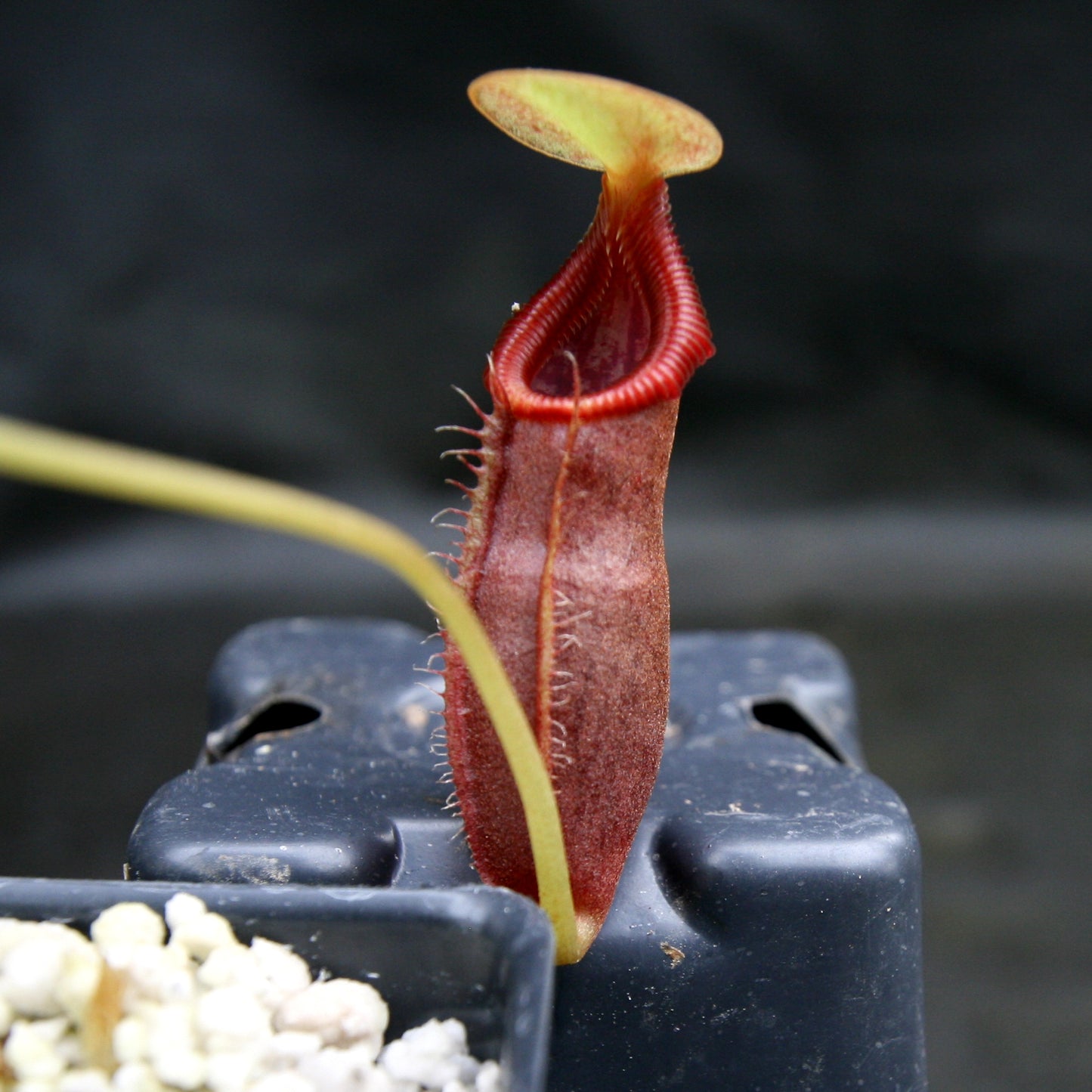 Nepenthes singalana x ovata, BE-3882, pitcher plant, carnivorous plant, collectors plant, large pitchers, rare plants