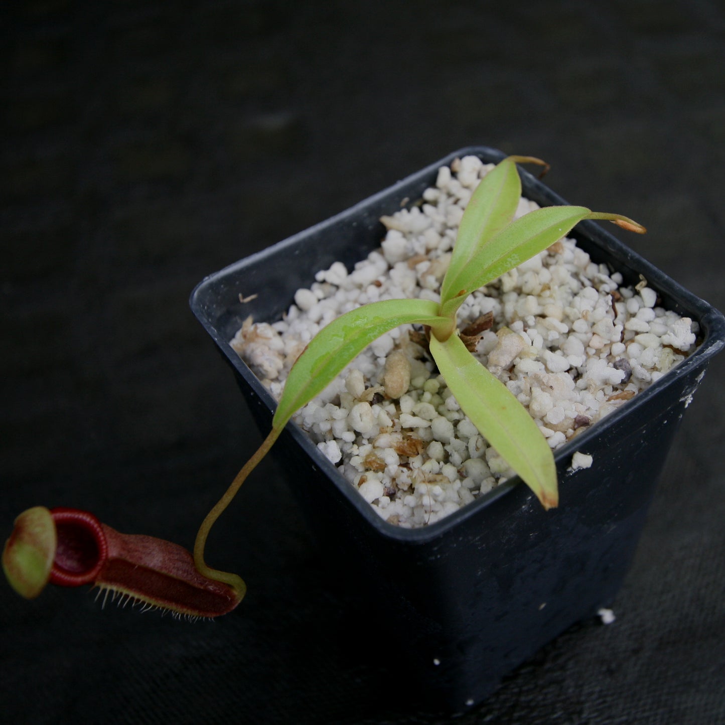 Nepenthes singalana x ovata, BE-3882, pitcher plant, carnivorous plant, collectors plant, large pitchers, rare plants