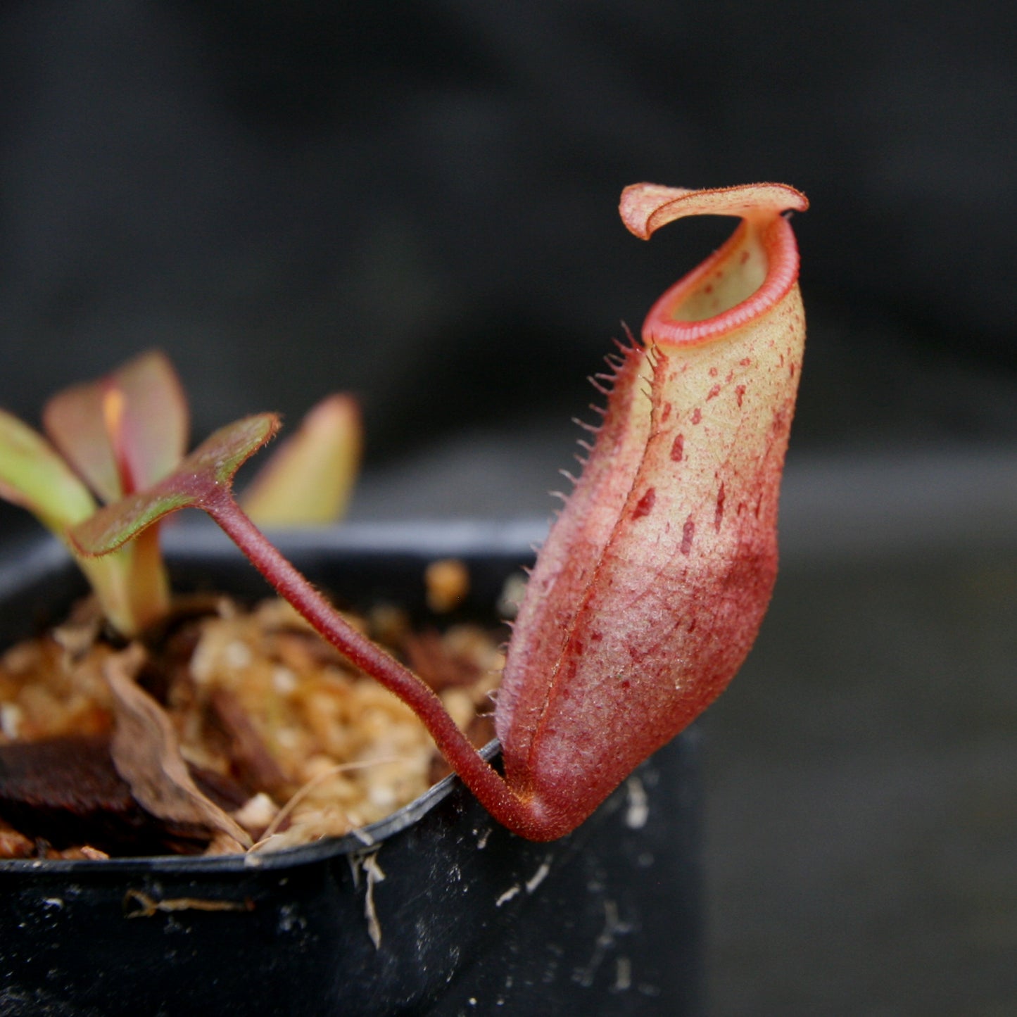 Nepenthes burbidgeae x mira
