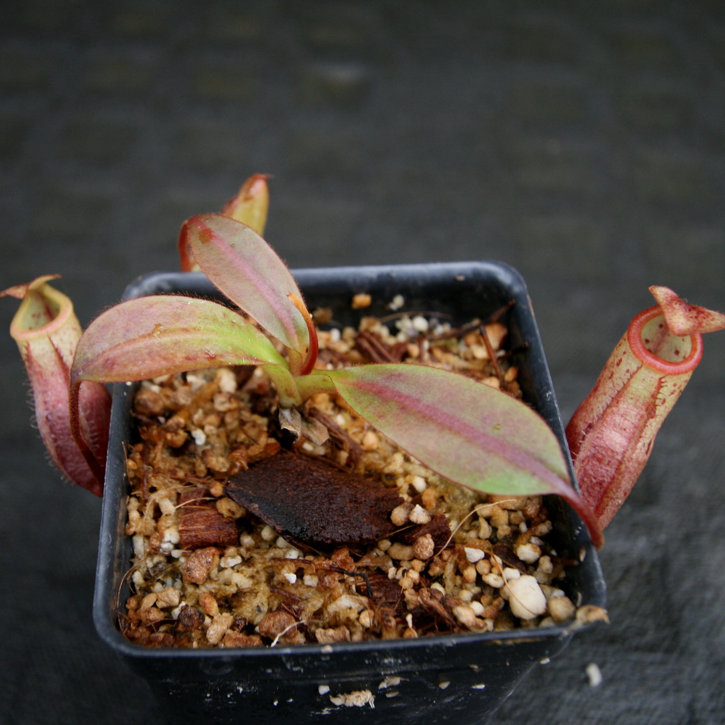 Nepenthes burbidgeae x mira