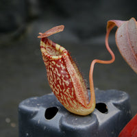 Nepenthes talangensis x spectabilis, pitcher plant, carnivorous plant, collectors plant, large pitchers, rare plants