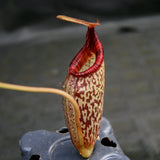 Nepenthes talangensis x spectabilis, pitcher plant, carnivorous plant, collectors plant, large pitchers, rare plants
