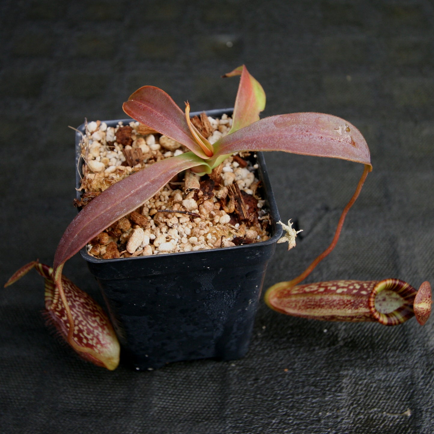 Nepenthes talangensis x spectabilis, pitcher plant, carnivorous plant, collectors plant, large pitchers, rare plants