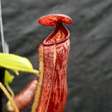 Nepenthes glandulifera x [(lowii x veitchii) x boschiana], CAR-0067, pitcher plant, carnivorous plant, collectors plant, large pitchers, rare plants