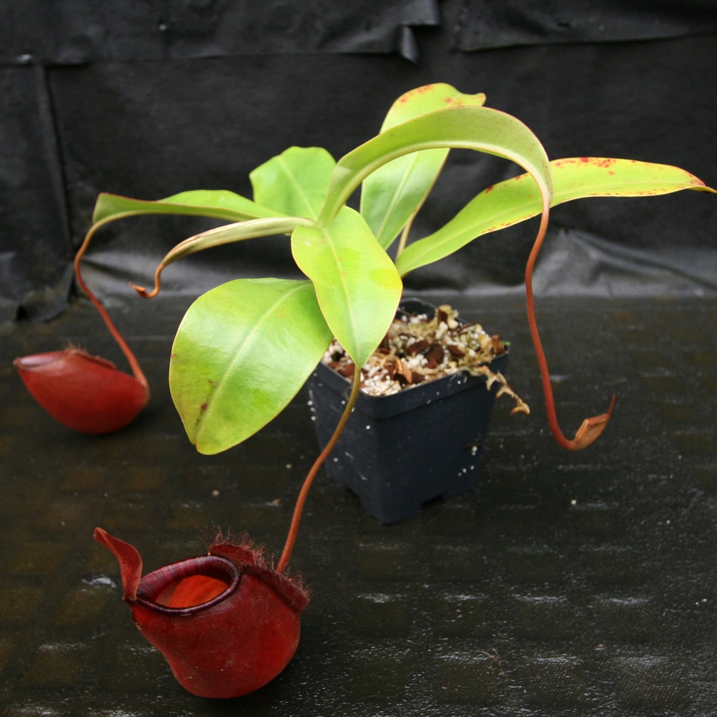 Nepenthes Diana large red pitcher, Pitcher plant, carnivorous plant, collectors plant, large pitchers, rare nepenthes, terrarium plant, easy to grow nepenthes, beginner nepenthes, beginner pitcher plants
