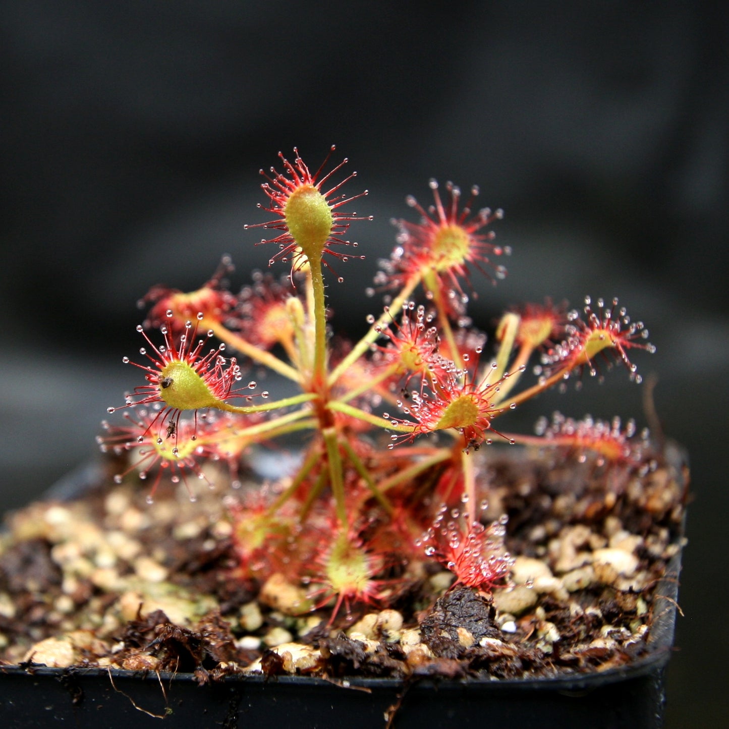 Drosera madagascariensis sundew
