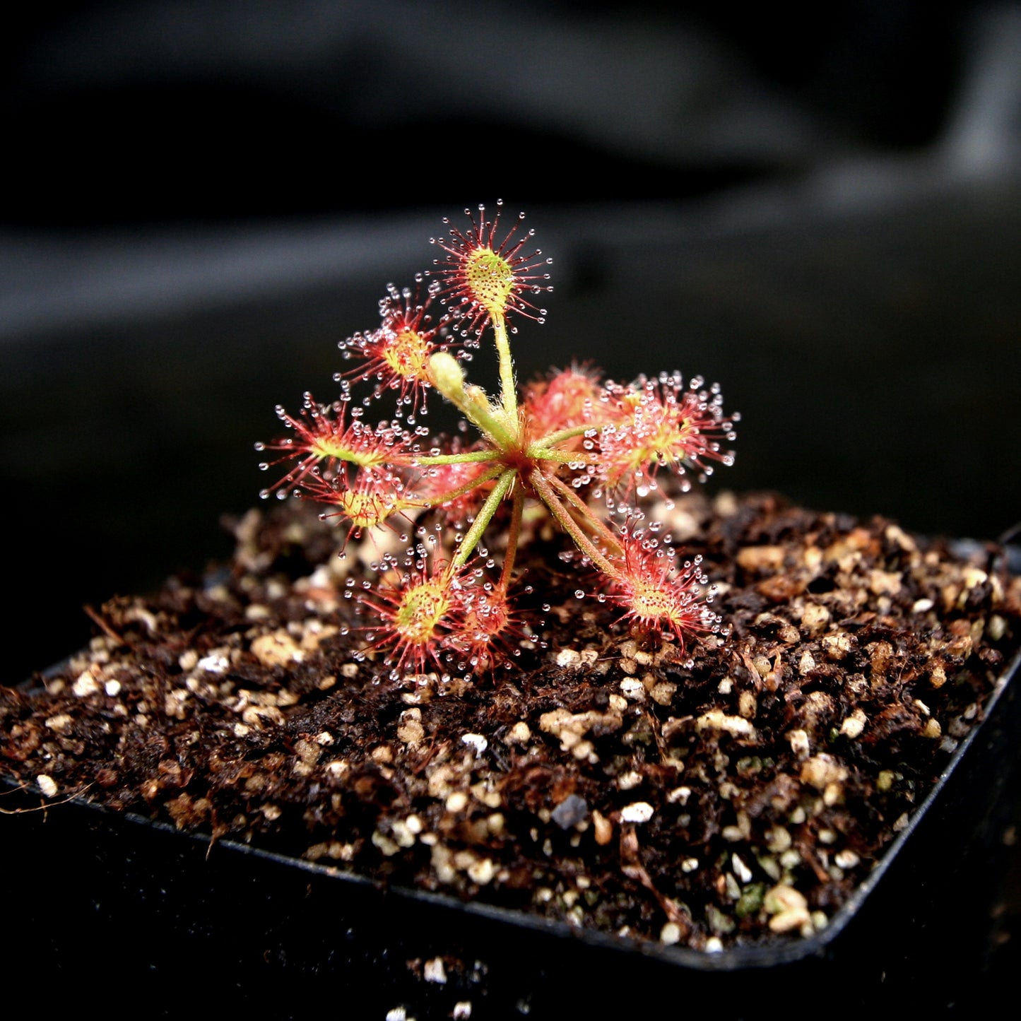 Drosera madagascariensis sundew