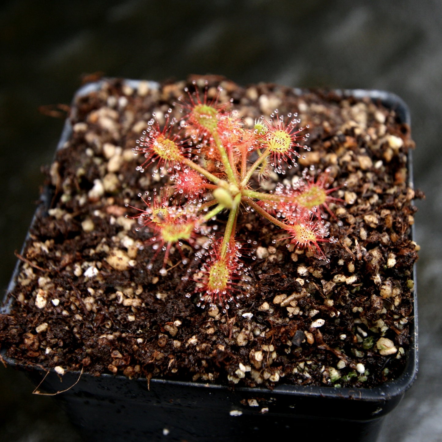Drosera madagascariensis sundew