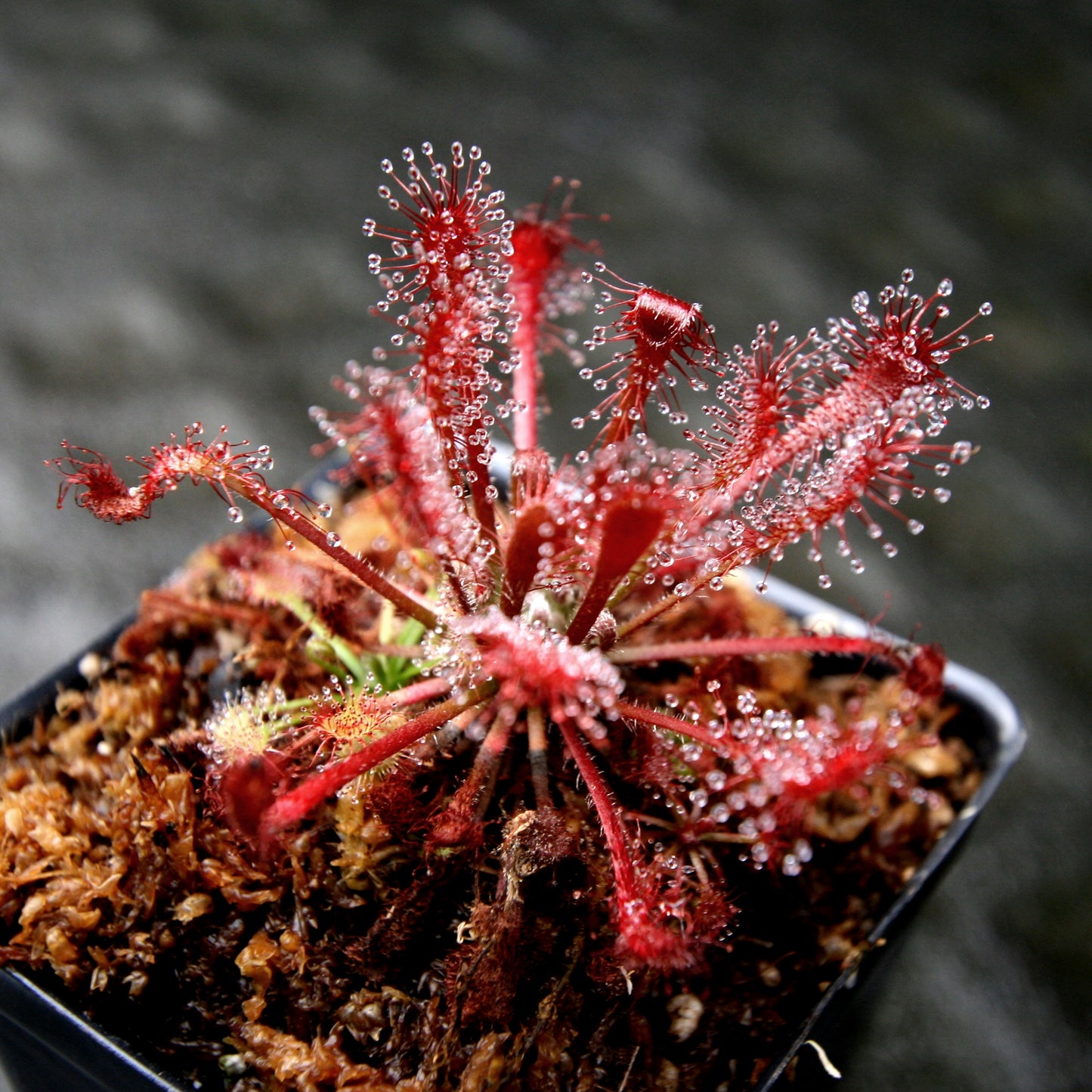 Drosera oblanceolata sundew