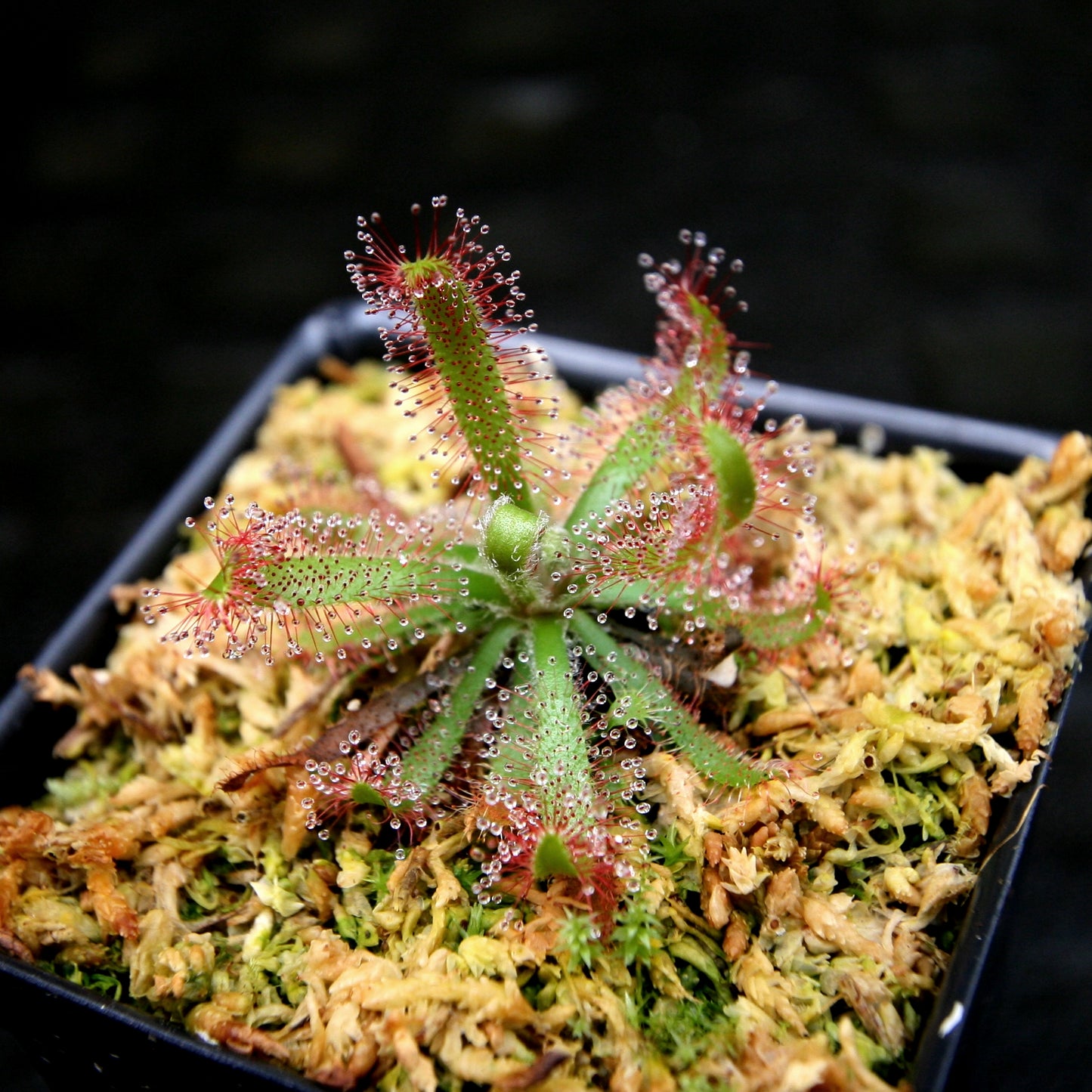 Drosera latifolia, Broad leaf sundew