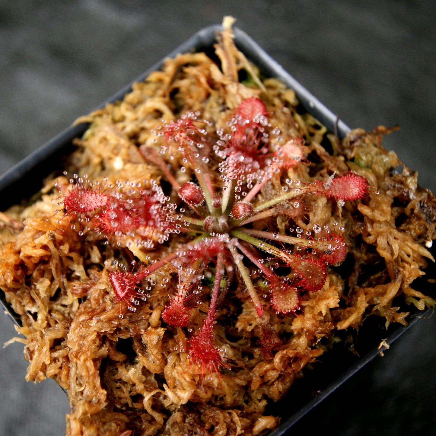 Drosera oblanceolata sundew