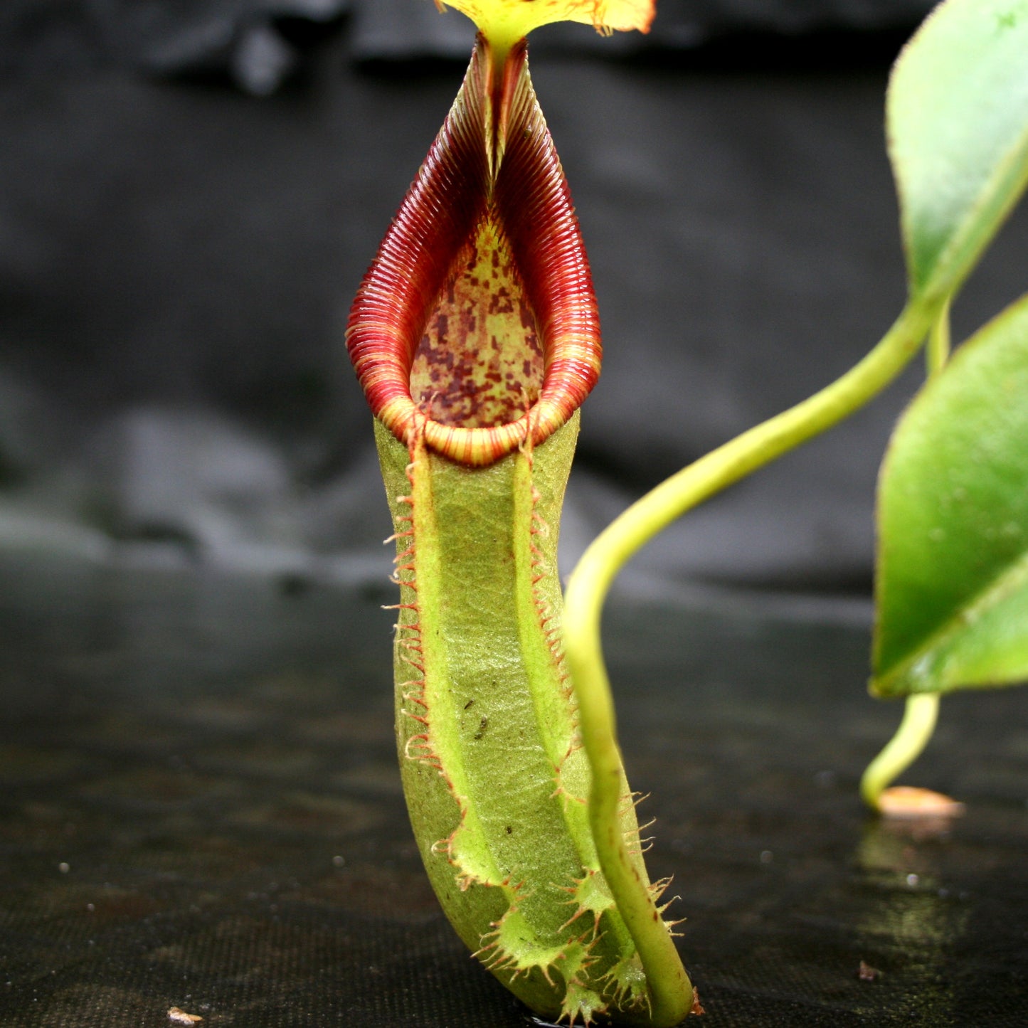 Nepenthes spathulata x lowii