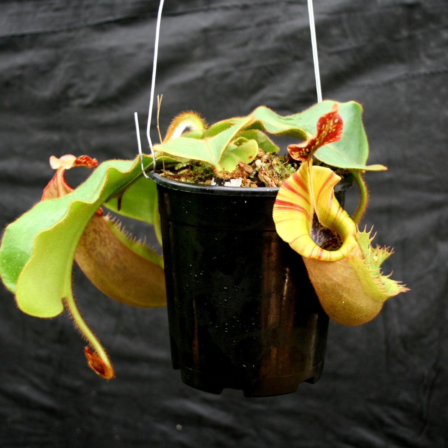 Nepenthes veitchii (k) “Big Mama” x “Pink Candy Cane” large squat striped peristome pitcher, Pitcher plant, carnivorous plant, collectors plant, large pitchers, rare nepenthes, terrarium plant, easy to grow nepenthes, beginner nepenthes, beginner pitcher plants, nepenthes hybrid, veitchii hybrid.