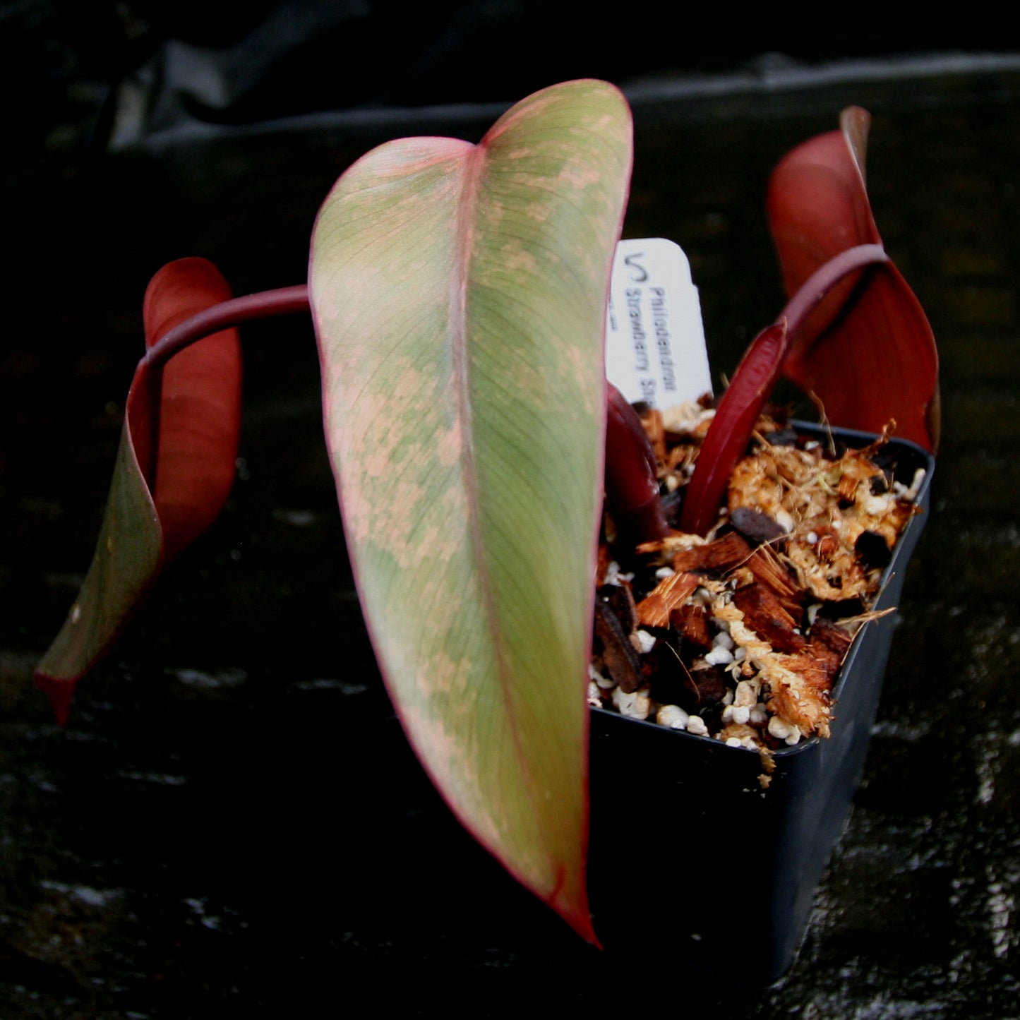 Philodendron Strawberry Shake - Exact Plant