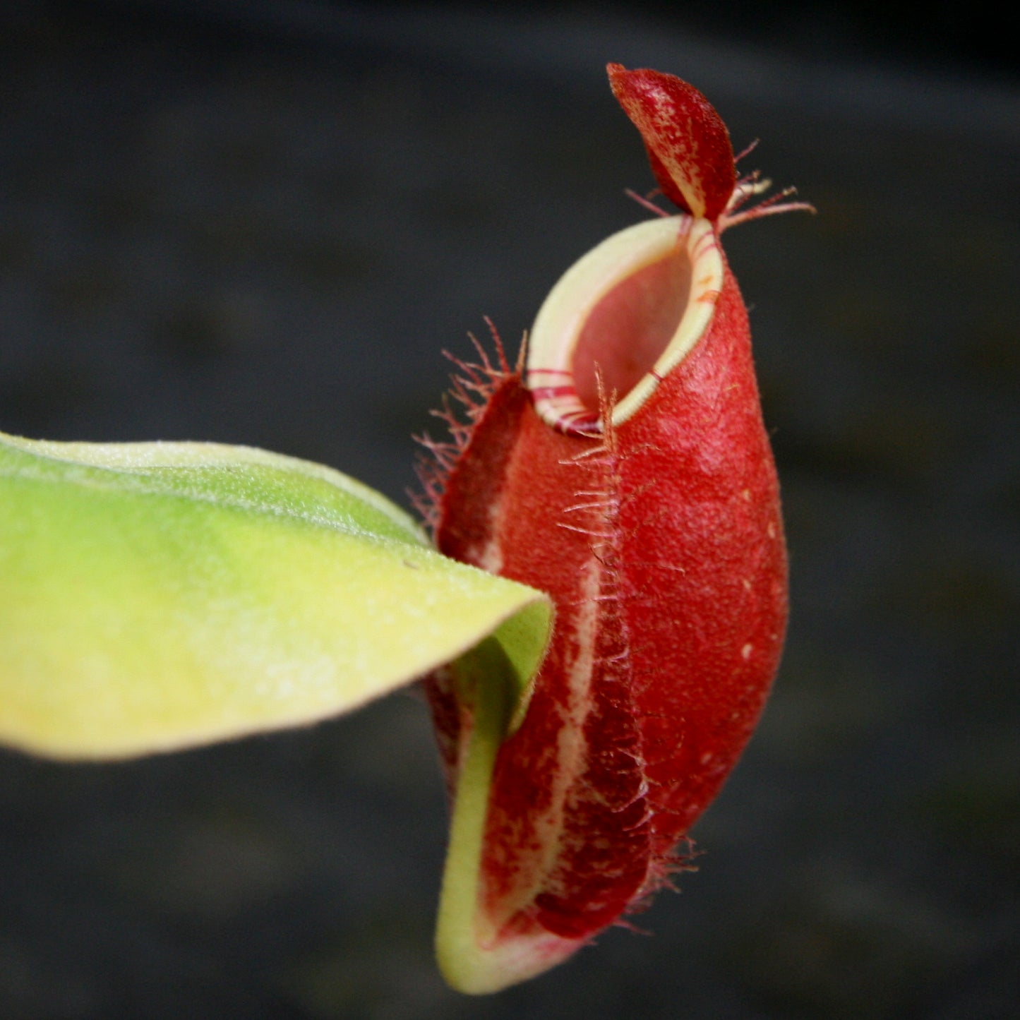 Nepenthes ampullaria (Tricolor x Purple Stripe 2), CAR-0180