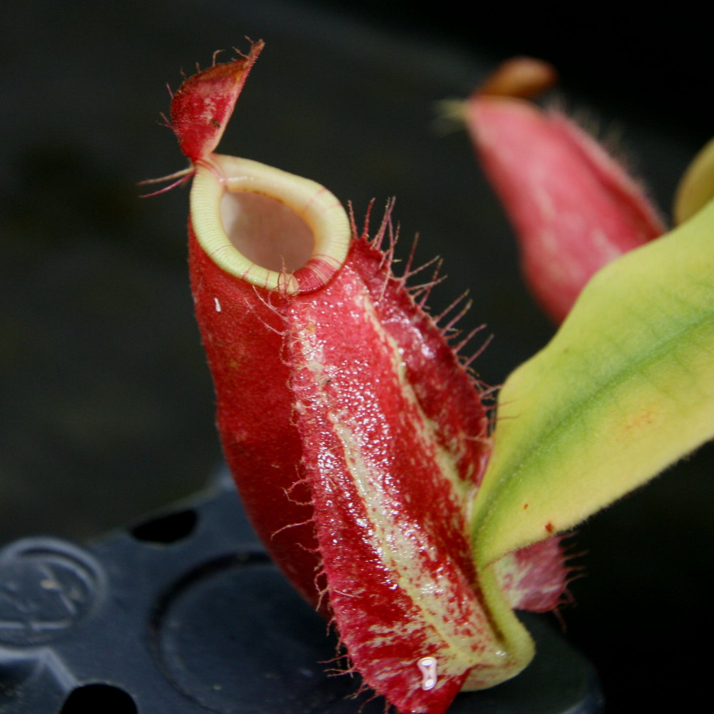 Nepenthes ampullaria (Tricolor x Purple Stripe 2), CAR-0180