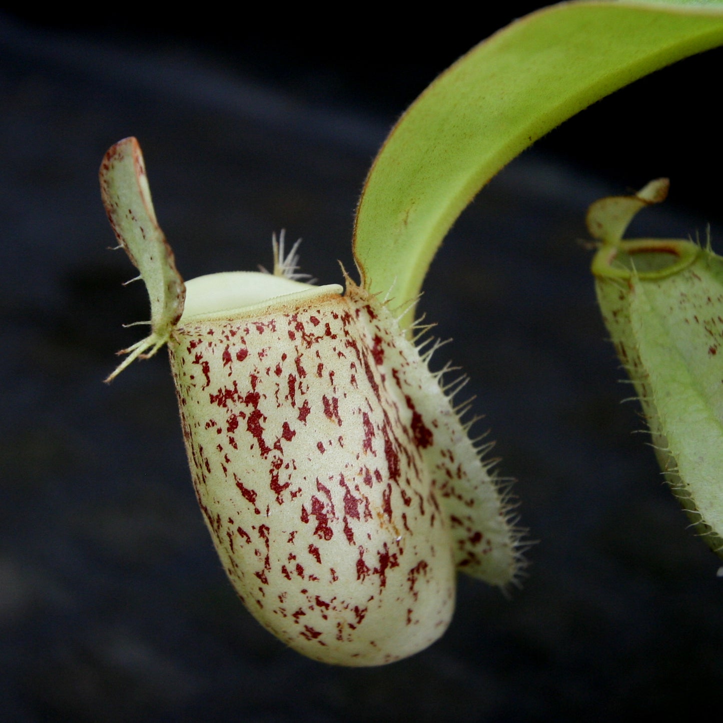 Nepenthes ampullaria (Tricolor x Purple Stripe 2), CAR-0180