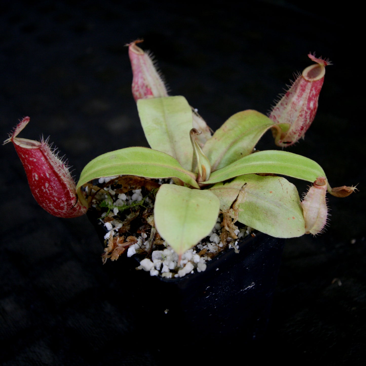 Nepenthes ampullaria (Tricolor x Purple Stripe 2), CAR-0180