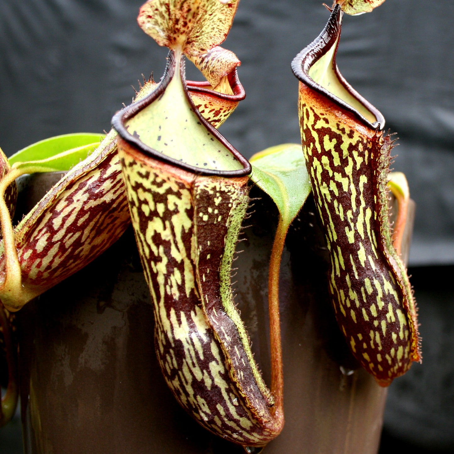 Nepenthes (maxima x campanulata) x platychila